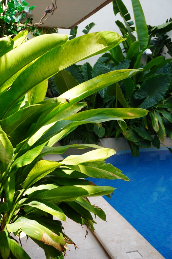Green leaves over the edge of the pool