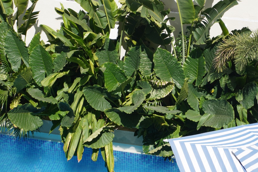 Tropical plants by the hotel pool